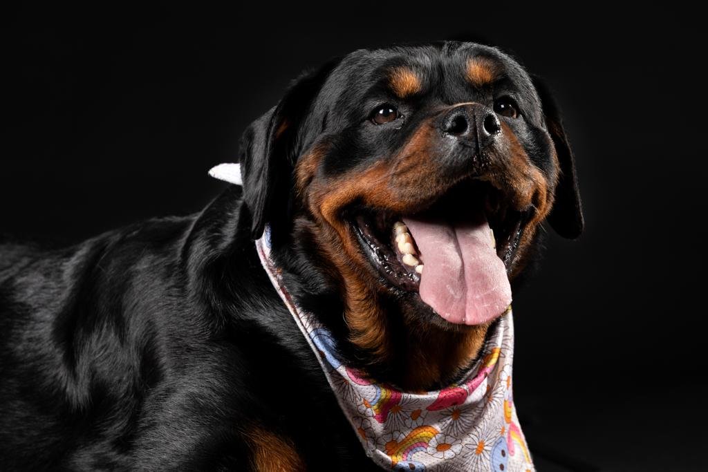 How to Choose a Dog Walker, Sitter or Day-Care Provider