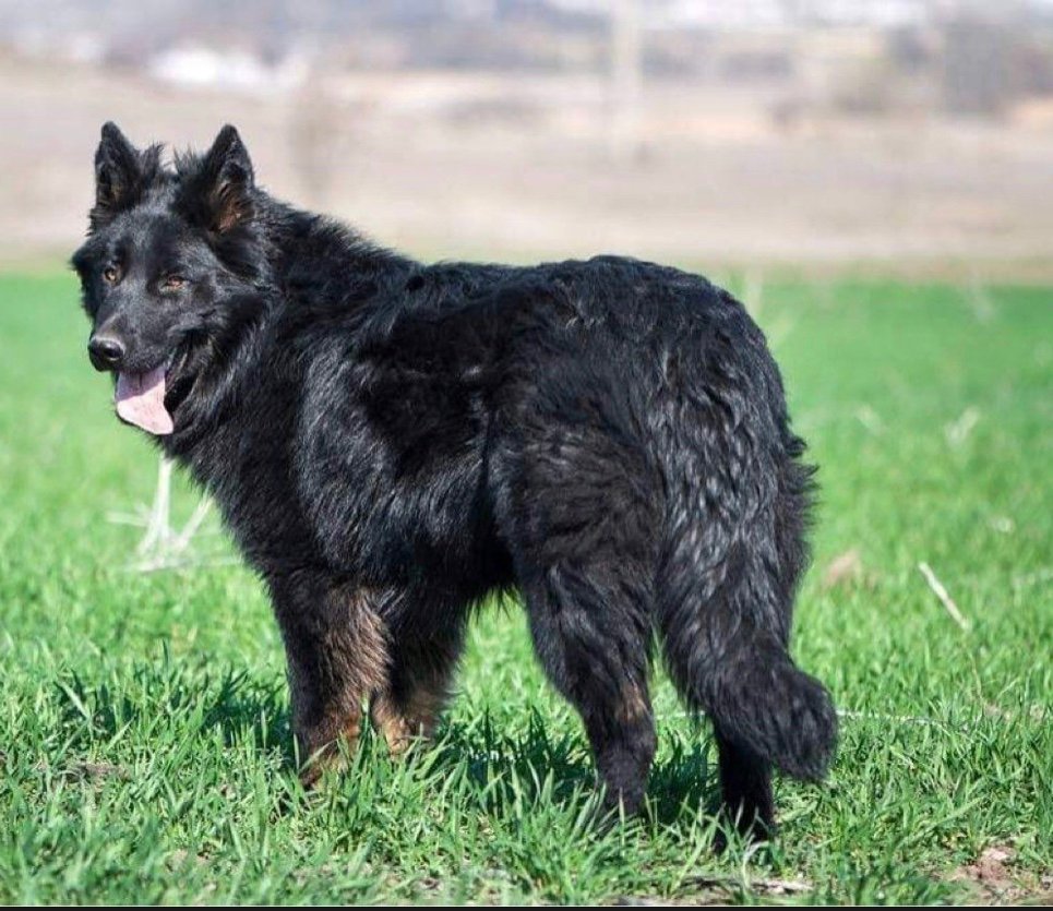 Choosing the Right Dog: Look Past the Photograph