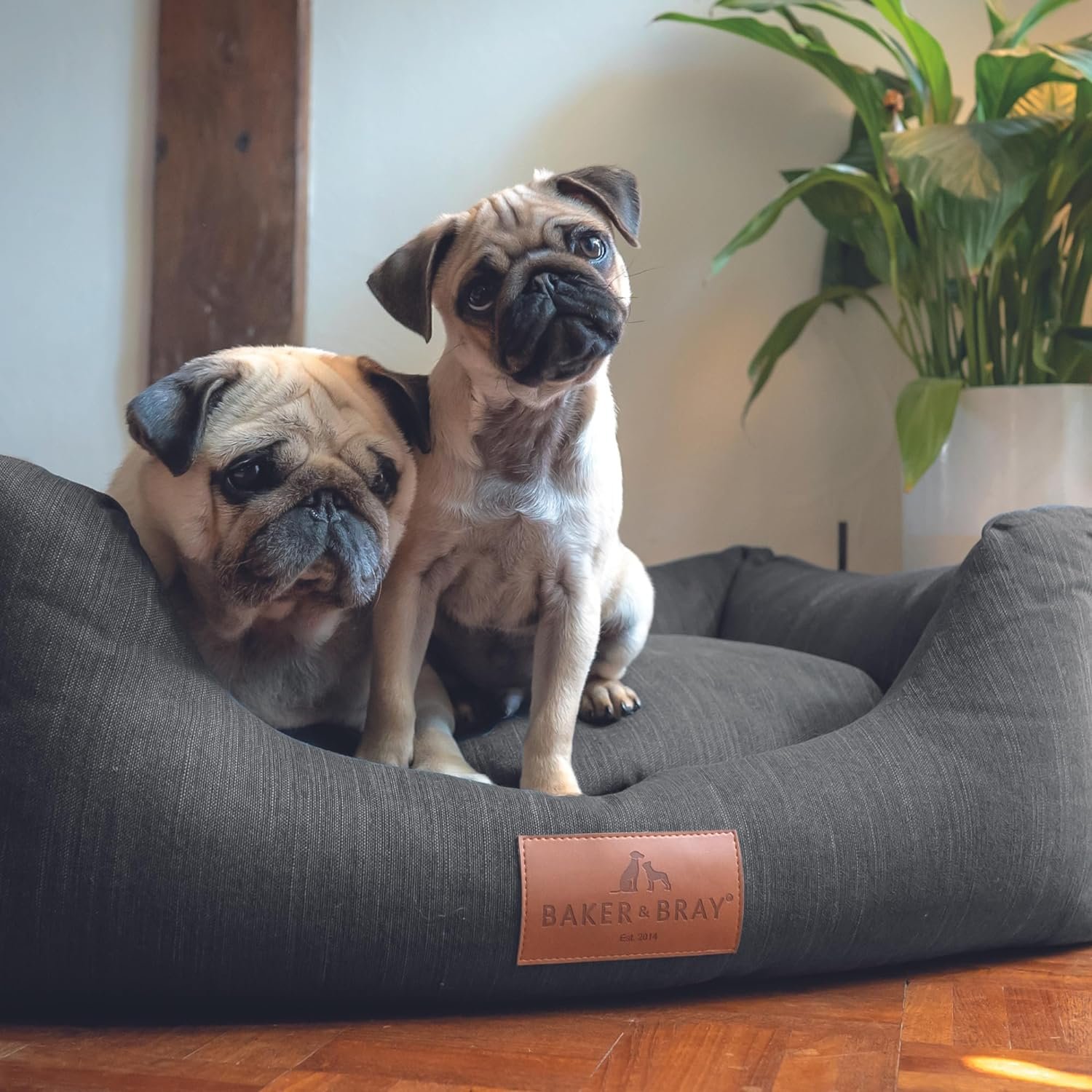 Preventing Dog Bites at Home: Reading the Warning Before the Growl