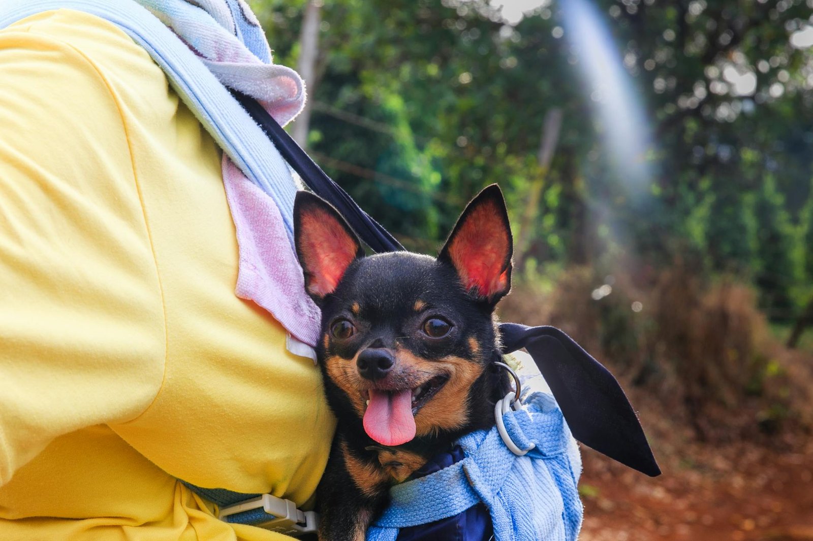 Is My Dog Overweight? Hands-On Checks and a Sensible Plan