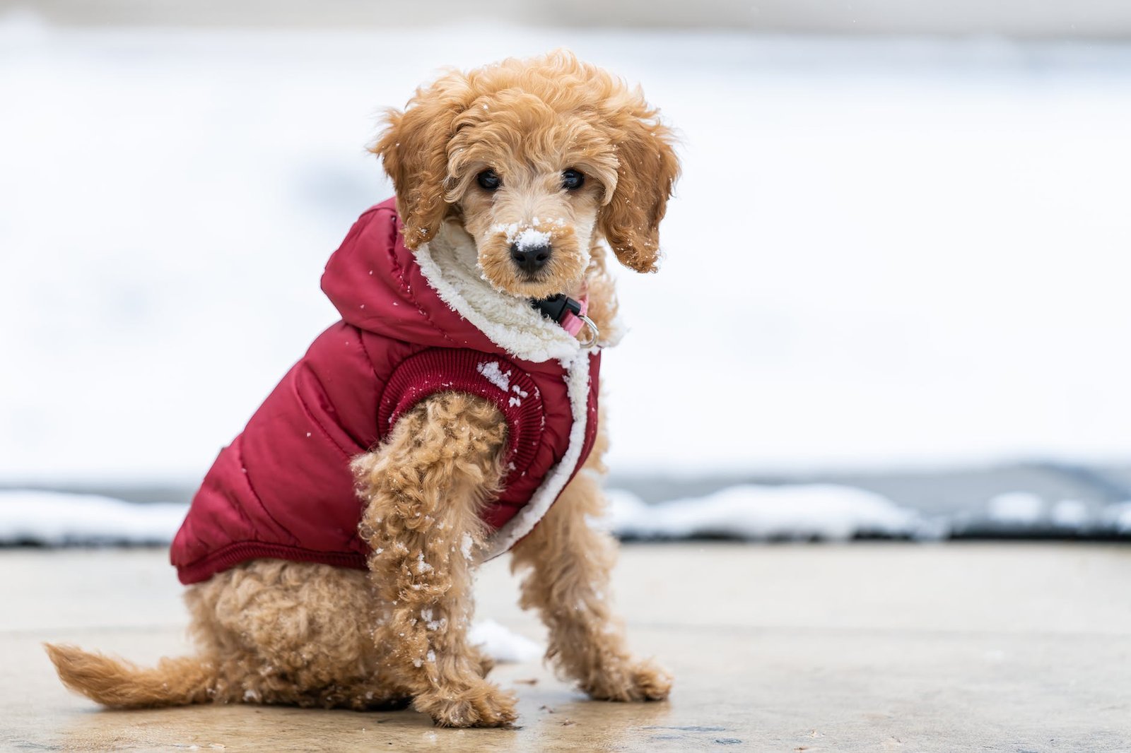 Dog-Proofing Your Home and Garden: The Overlooked Risks