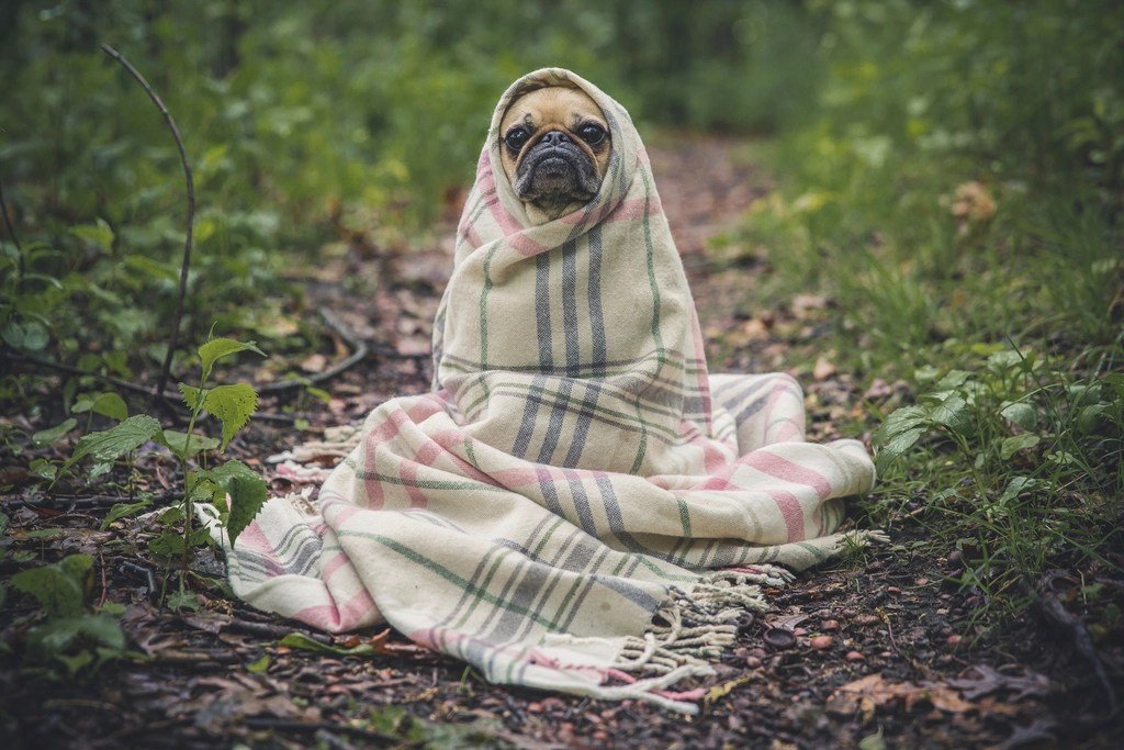 Travelling Safely With Your Dog: Cars, Breaks and Calm Arrivals