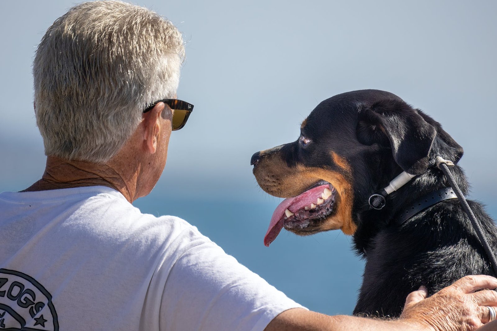 Dog Enrichment on a Budget: Better Days Without Buying More Stuff