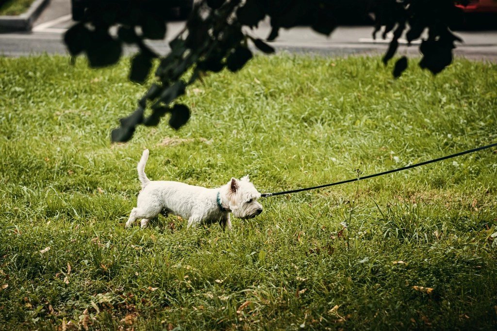 Foods and Household Items That Can Poison Dogs
