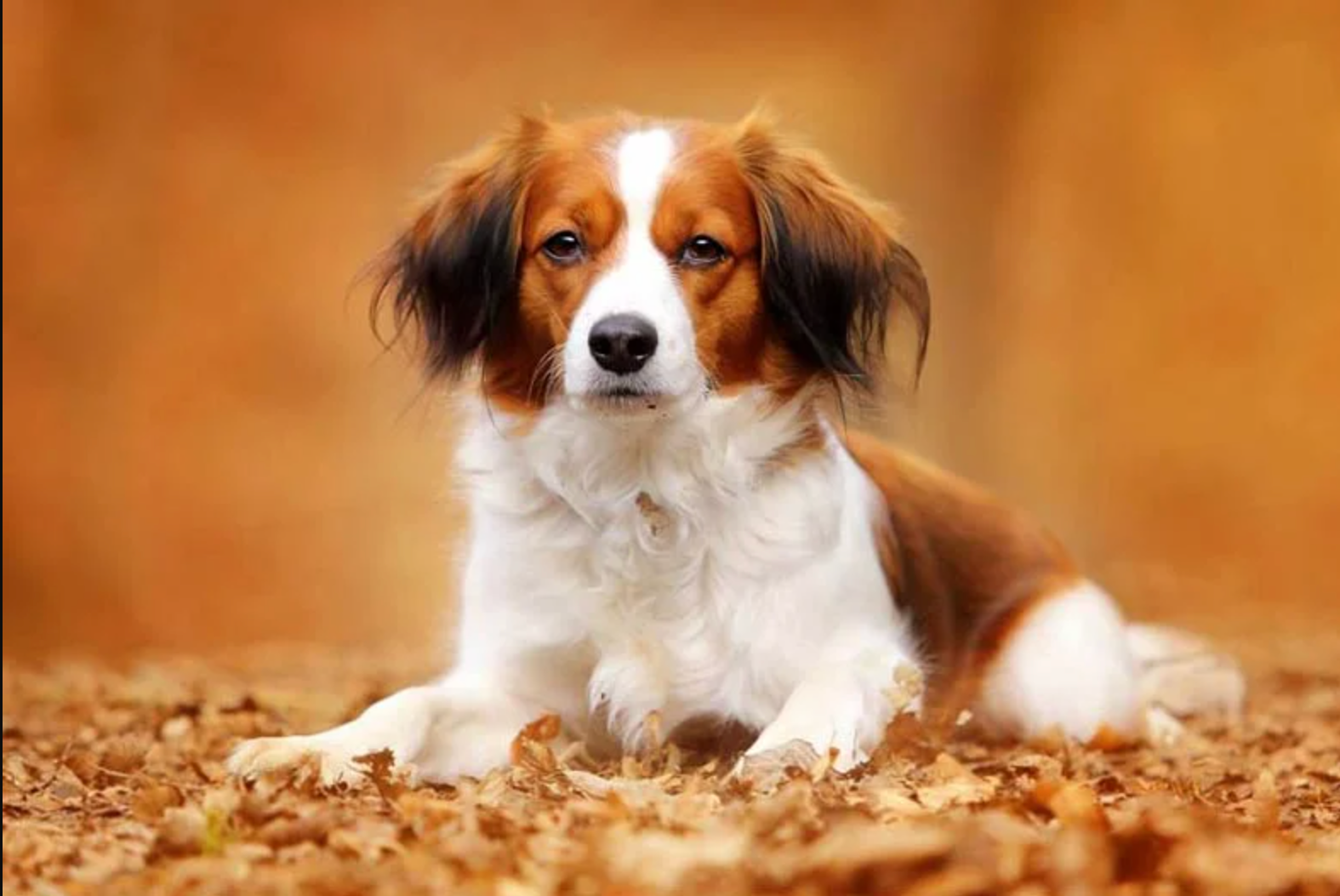 Cooperative Grooming: Teaching Your Dog to Say “Ready”