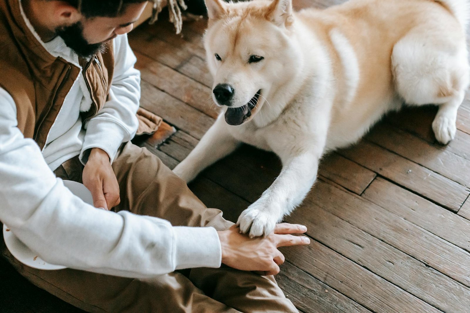 Muzzle Training Without Fear: A Safety Skill Every Dog Can Learn