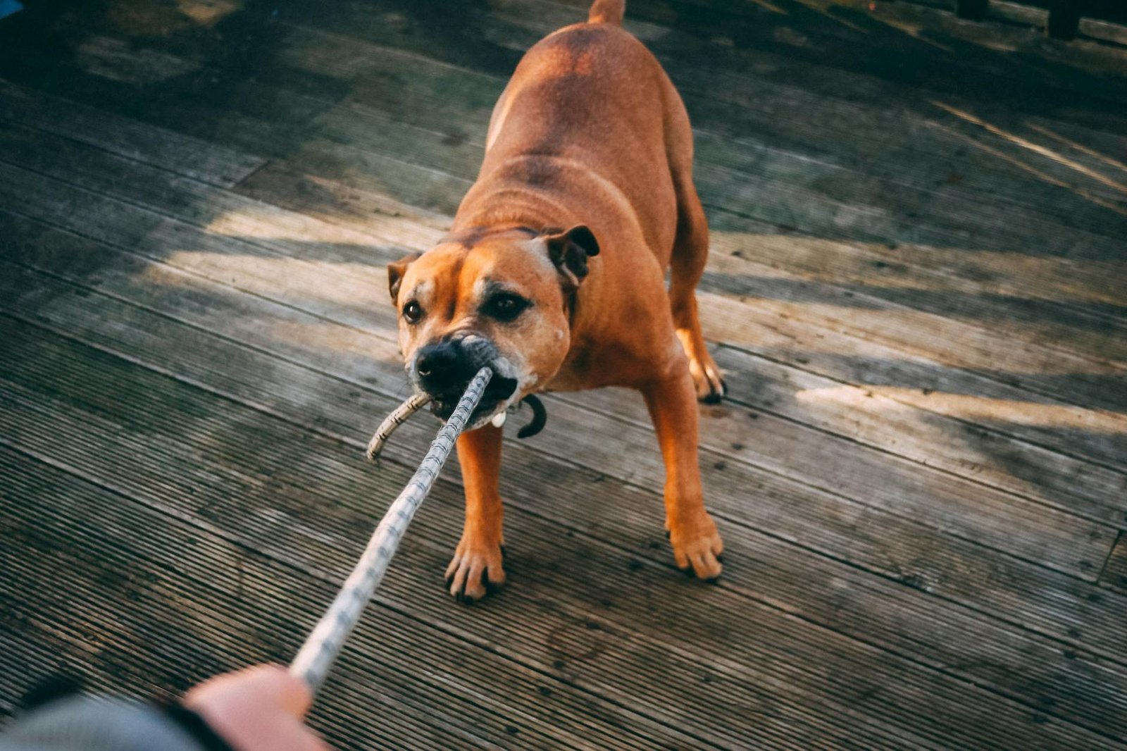 The Puppy Socialisation Window: Confidence Without Overwhelm