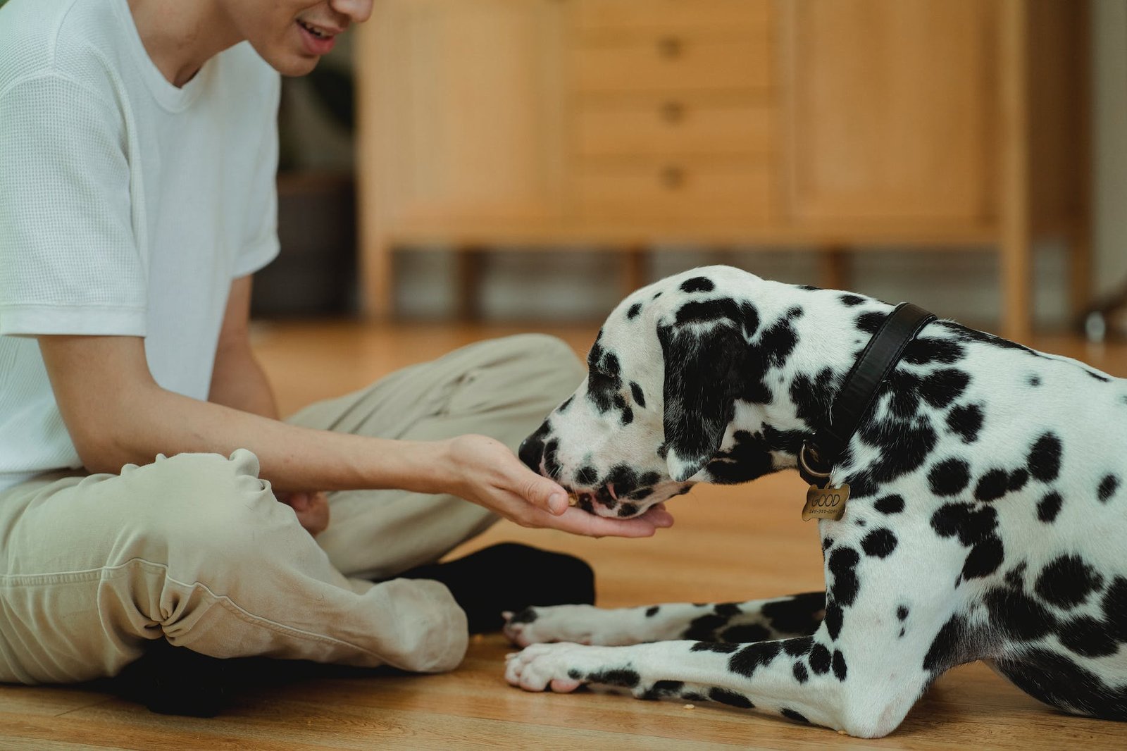 A Rescue Dog’s First Month: Decompression Before Expectations